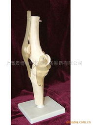 医药教学器材 现代医学教育的核心支撑