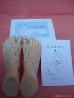 上海中界教学仪器 医药教学器材的领航者与中医器械的融合