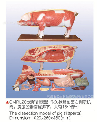 猪解剖模型在医药教学中的关键作用与应用价值
